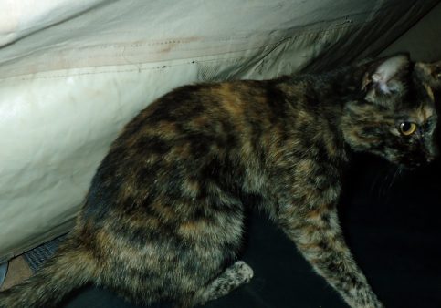 OLYMPUS DIGITAL CAMERA